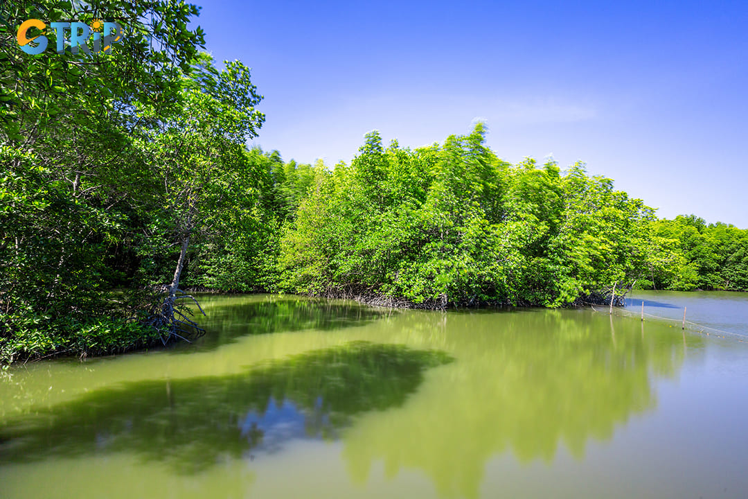You must visit the Can Gio Mangrove Forest - UNESCO-listed mangrove biosphere reserve